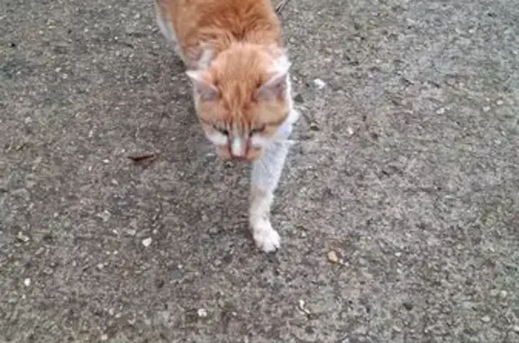 Animaux trouvés Noisy-le-Grand, photo: Chat trouvé, Noisy-le-Grand (ff584198)