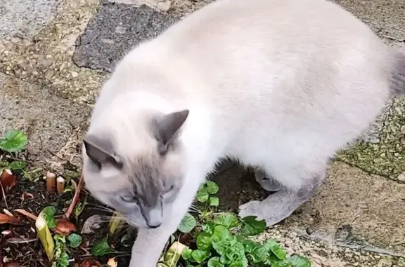 Chat disparu Garçon, Saint-Maur-des-Fossés (fl584199) - photo