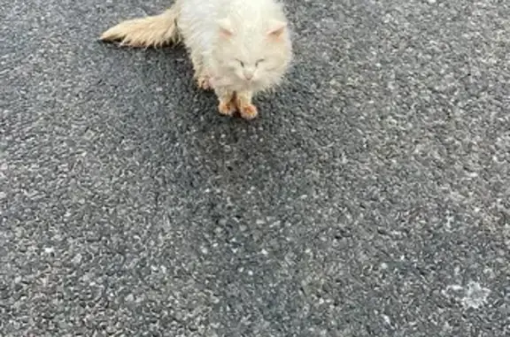 Chat trouvé , photo: Chat trouvé (ff584201)