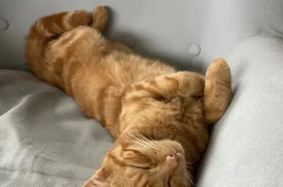 Chat disparu Garçon (fl584204) - photo