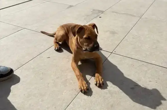 Chien trouvé Villeurbanne, photo: Chien trouvé Garçon, Villeurbanne (ff584205)