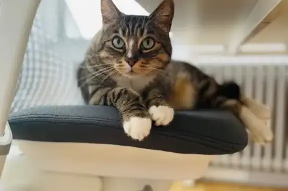 Animaux perdus , photo: Chat disparu Garçon (fl584206)
