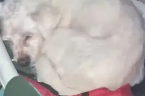 Missing dog, Ocean Springs