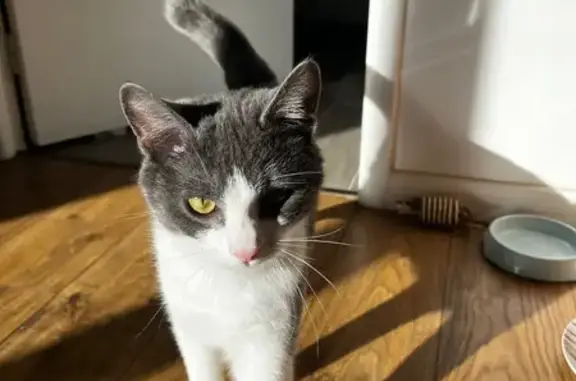 Animaux perdus , photo: Chat disparu Garçon (fl584208)