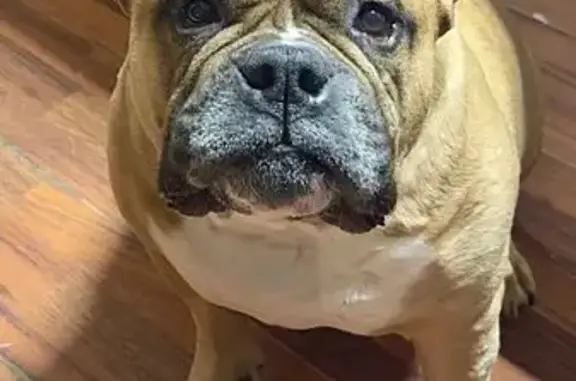 Missing dog, Umatilla