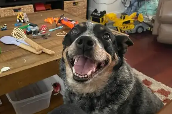 Missing dog, Washington