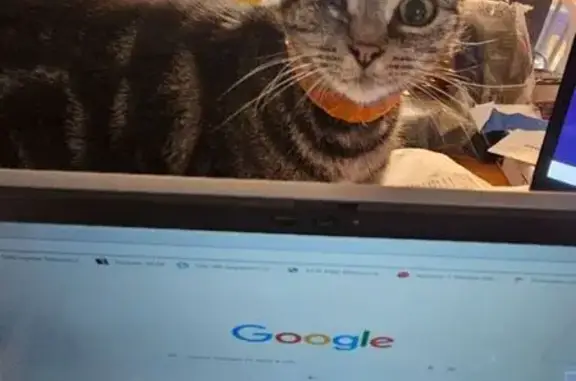 Missing cat, Plainwell