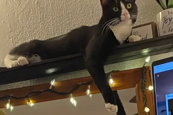 Lost pets Clifton Heights, photo: Missing cat Male, Clifton Heights (usl531117)