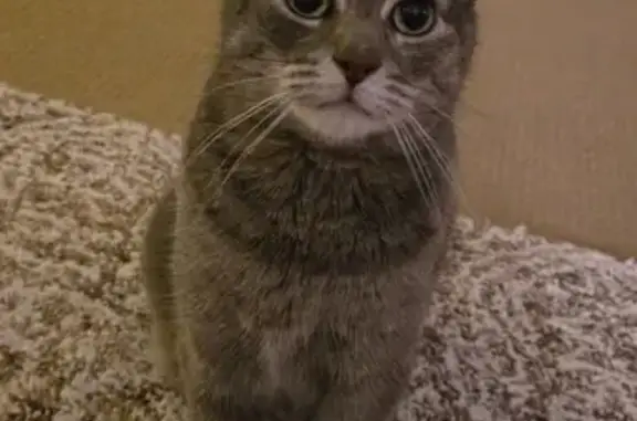 Missing cat Female (usl531120) - photo