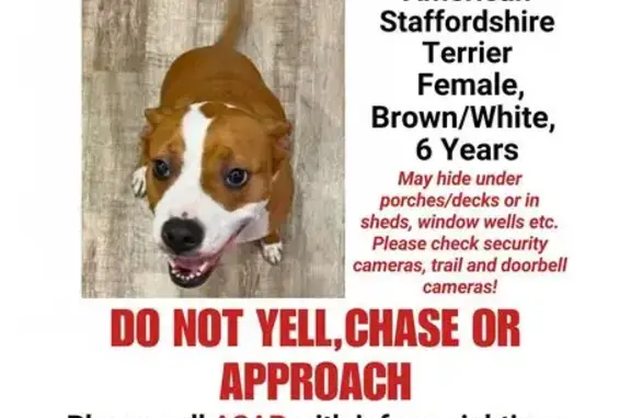 Missing dog Grand Forks, photo: Missing dog, Grand Forks