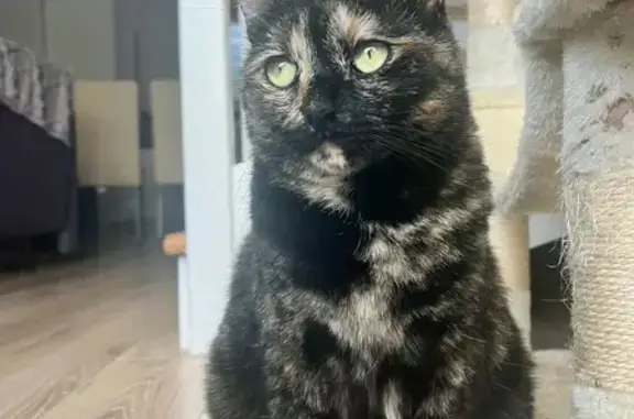 Animaux perdus , photo: Chat disparu Fille (fl584210)