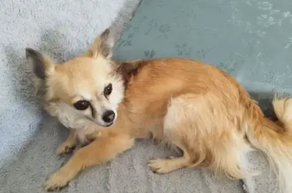 Animaux trouvés , photo: Chien trouvé Fille (ff584214)