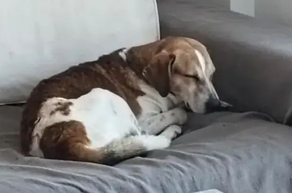 Perro encontrado , foto: perro encontrada