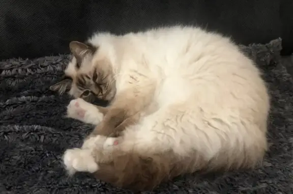 Chat perdu, Vourles, photo: Chat disparu Fille, Vourles (fl584216)