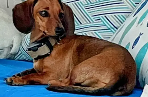 Chien perdu Diémoz, photo : Chien disparu Fille, Diémoz (fl584219)