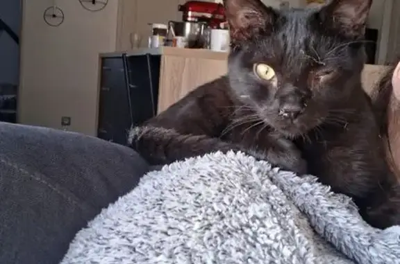 Animaux trouvés Nouvelle-Aquitaine, photo: Chat trouvé Garçon, Nouvelle-Aquitaine (ff584220)