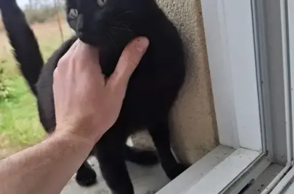 Animaux trouvés Gien, photo: Chat trouvé Fille, Gien (ff584223)