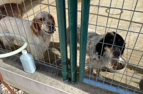 Animaux trouvés Le Fieu, photo: Chien trouvé, Le Fieu (ff584224)