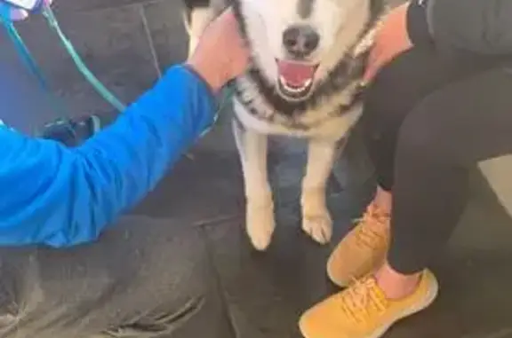 Found dog Indianapolis, photo: Found dog Male, Indianapolis (usf531125)
