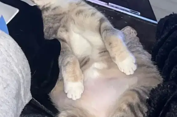 Missing cat Female (usl531126) - photo