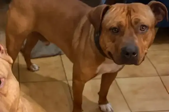 Chien disparu Garçon (fl584225) - photo