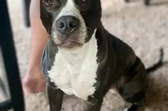 Missing dog, American Fork