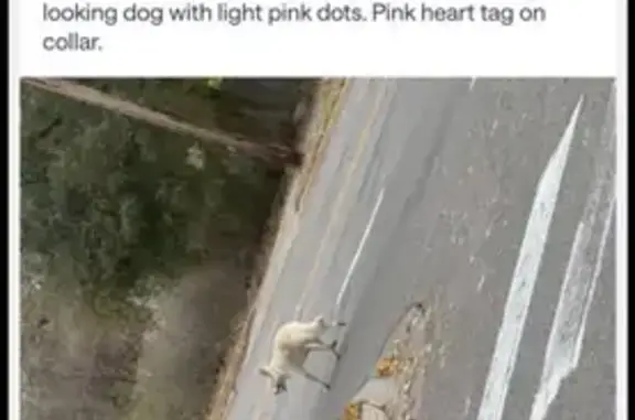 Missing dog St. Cloud, photo: Missing dog, St. Cloud