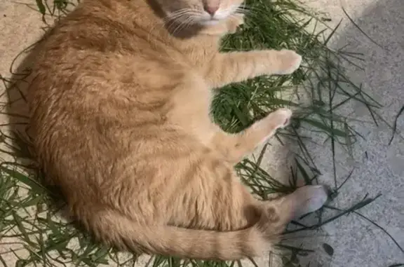 Зникла кішка, Київ