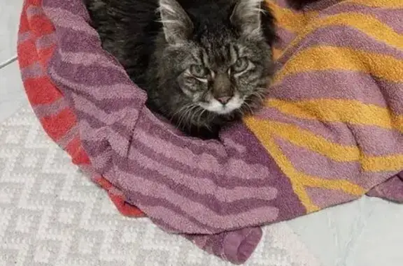 Chat trouvé Moulins-lès-Metz, photo: Chat trouvé, Moulins-lès-Metz (ff584234)