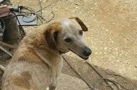 Chien disparu Garçon (fl584233) - photo
