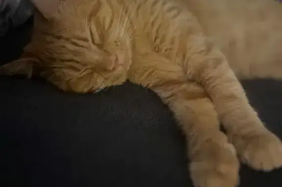 Chat disparu Garçon, Chenôve (fl584235) - photo