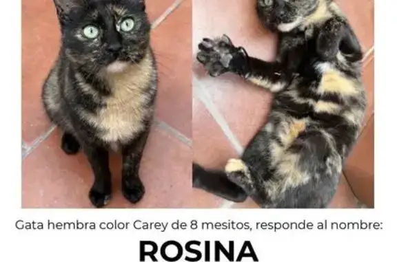 gato perdida, La Laguna