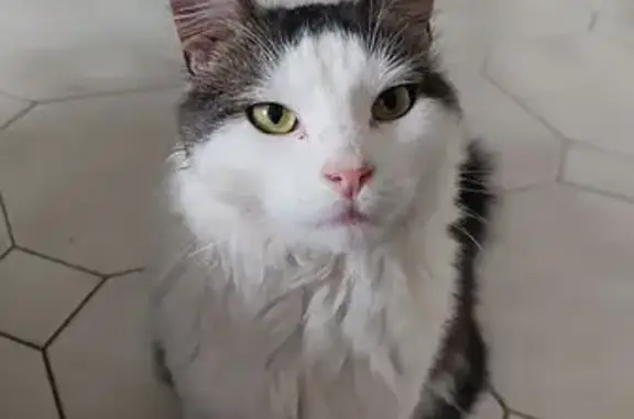 Chat disparu Garçon (fl584236) - photo