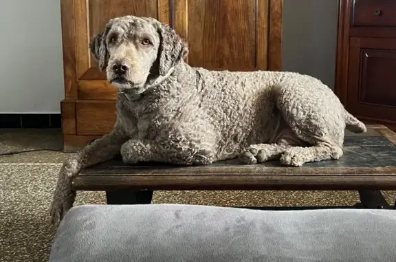 Chien perdu Cavaillon, photo : Chien disparu Garçon, Cavaillon (fl584238)