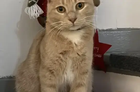 Animaux perdus , photo: Chat disparu Fille (fl584239)