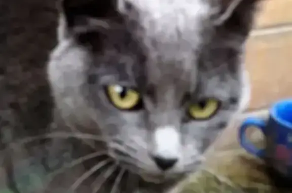 Animaux trouvés Massay, photo: Chat trouvé Fille, Massay (ff584242)
