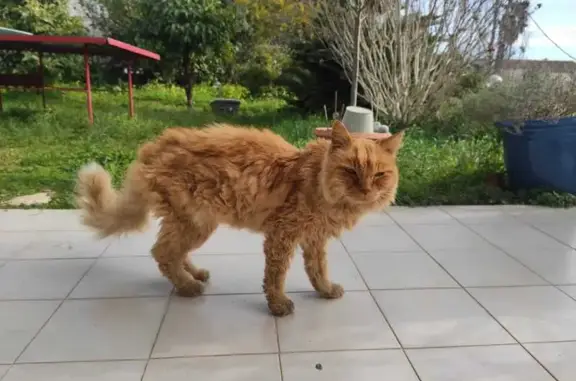 Animaux trouvés Antibes, photo: Chat trouvé, Antibes (ff584243)