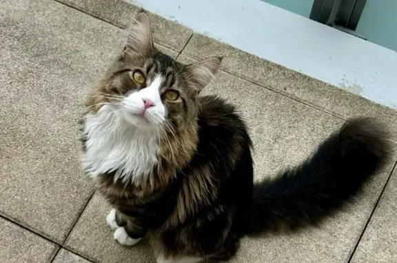 Animaux perdus Blois, photo: Chat disparu Garçon, Blois (fl584244)