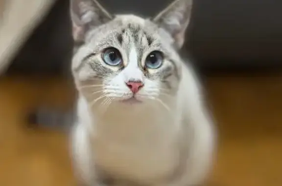 Animaux perdus Elven, photo: Chat disparu Fille, Elven (fl584245)