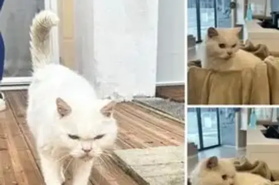 Animaux trouvés Le Haillan, photo: Chat blanc trouvé, poils courts, Le Haillan