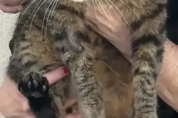 Chat tigré 15 ans perdu, Le Soler - photo