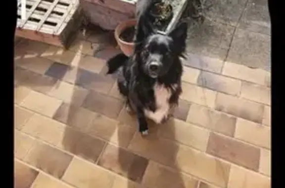 Animaux perdus Narbonne, photo: Chienne Viti disparue à Narbonne