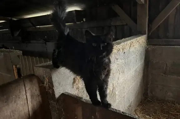 Animaux trouvés , photo: Chat noir trouvé, sociable, Mézières-sur-C.
