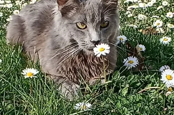 Chat gris perdu, craintif à Cesson - photo