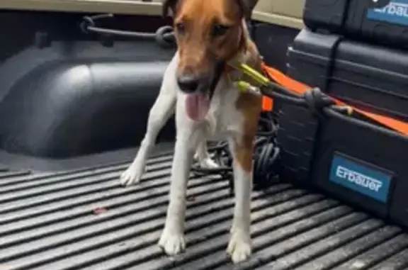 Chien perdu près de l'étang de Sault - photo