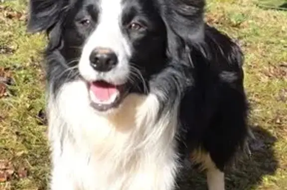 Animaux perdus , photo: Border collie perdu, harnais rouge, Dambach