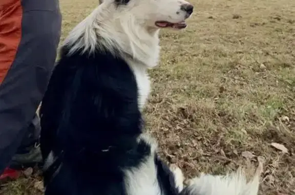 Animaux perdus , photo: Border Collie noir et blanc perdu à Rimont