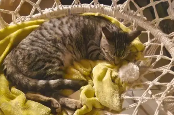 Animaux perdus Nouvelle-Aquitaine, photo: Chat castré perdu à Brûlain