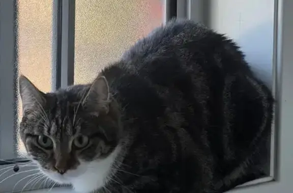 Lost Grey Cat: Black Stripes, White Feet