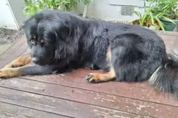 Lost pets Greater Dandenong, photo: Lost: Bella, Beautiful Tibetan Mastiff